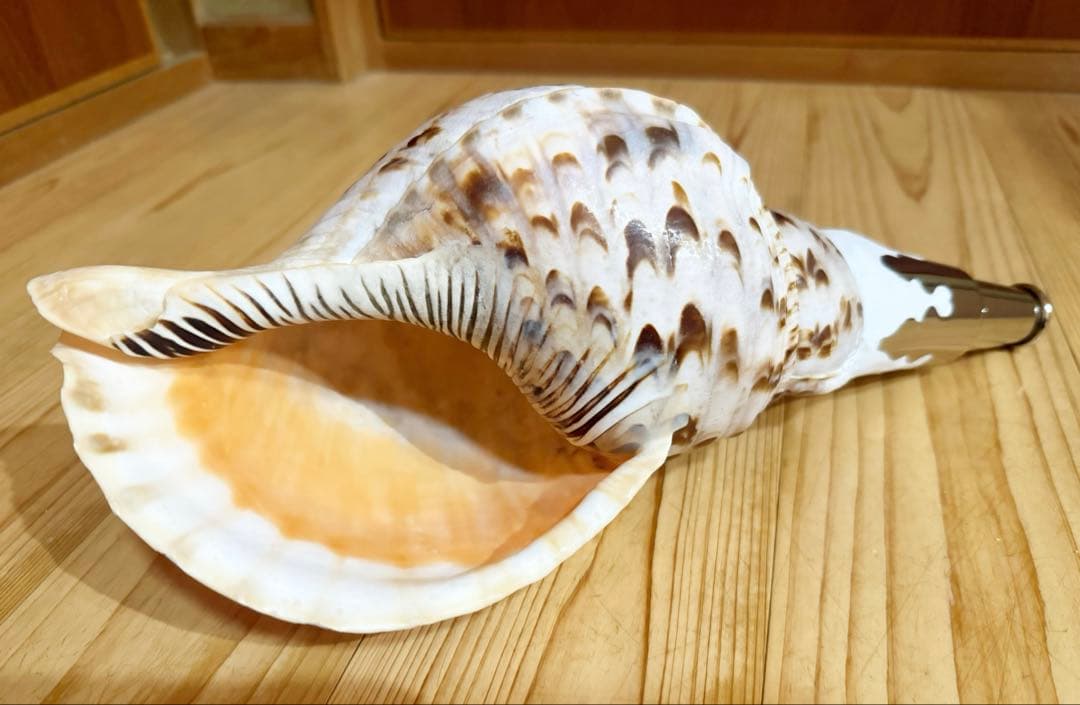 クリスマスセール❗️修験道法螺貝34㎝　山伏　熊よけ　魔除け❣️ホラガイ　ほら貝