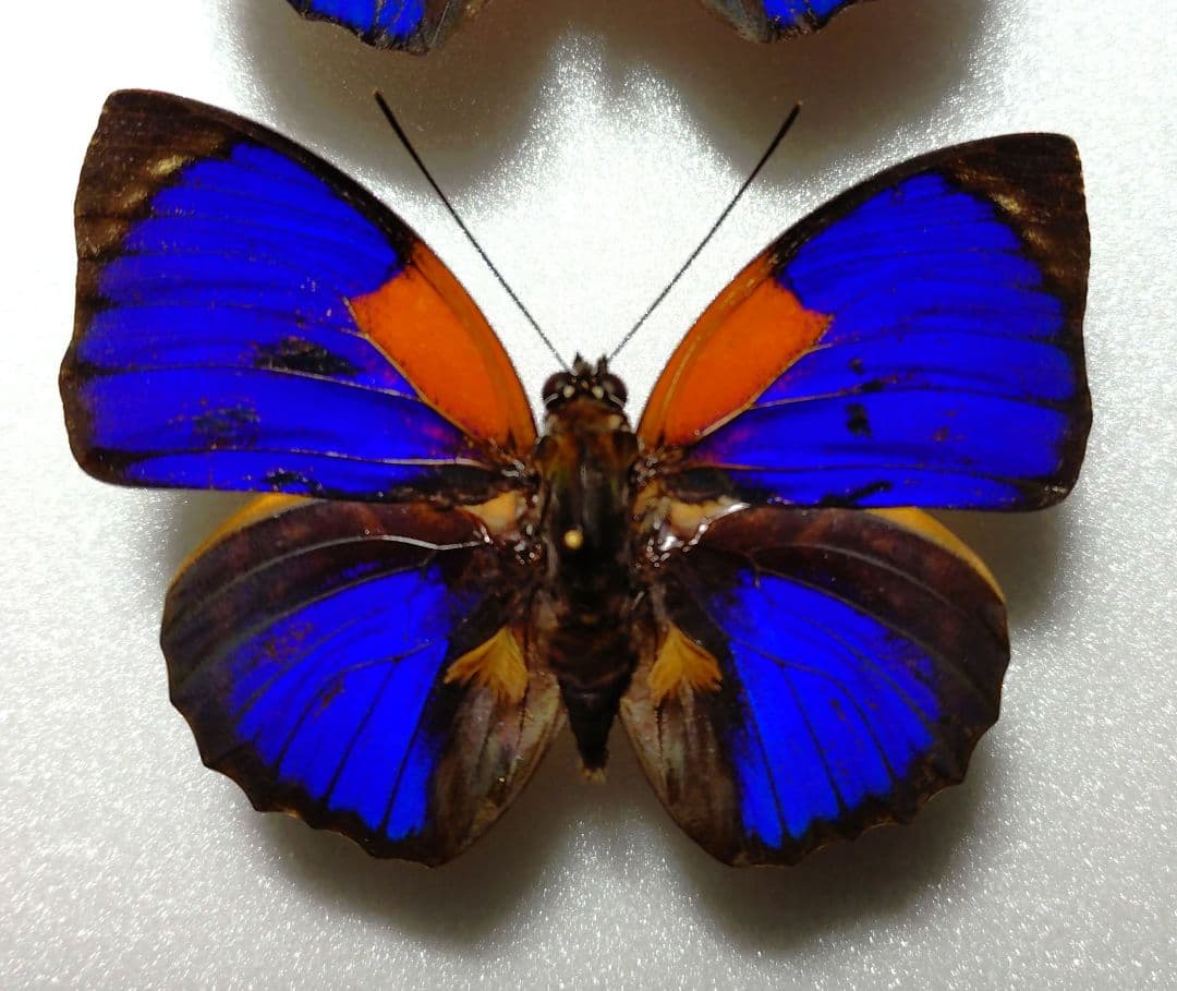 外国産蝶標本‼️美麗翔ぶジャングルの宝石　アグリアス２種類セット