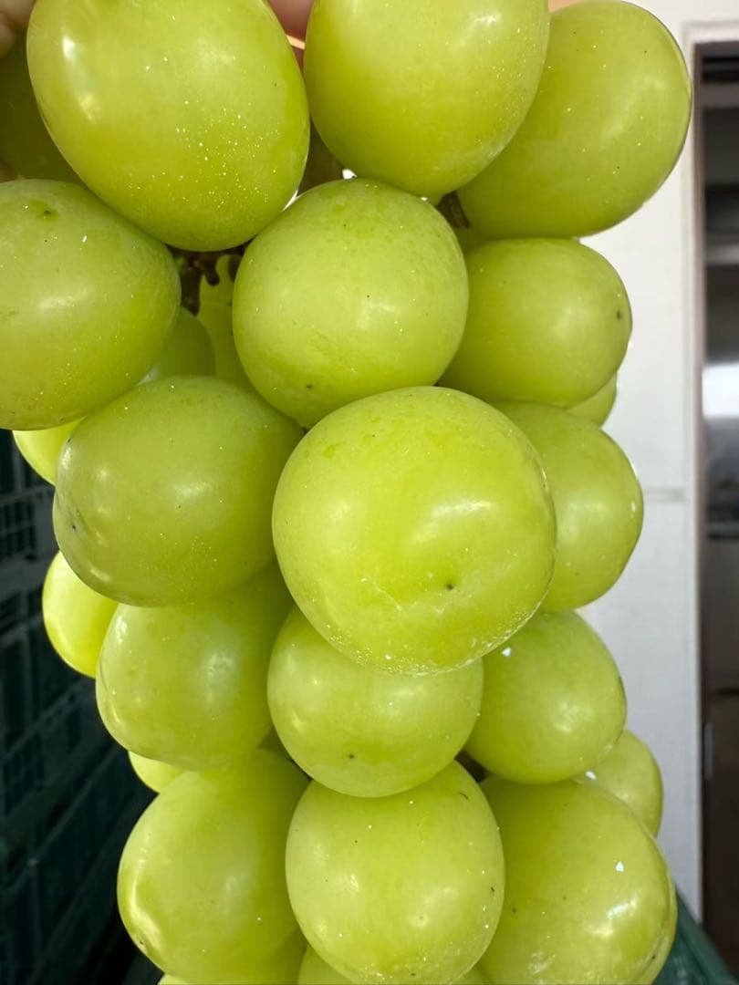 山梨県シャインマスカット5kgクール便