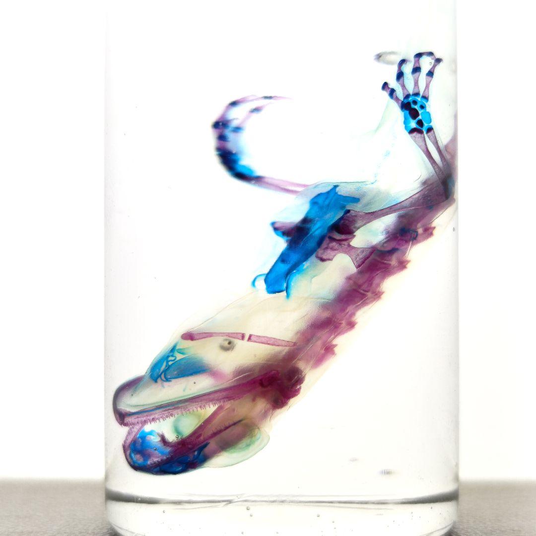 極希少【1点物】 透明骨格標本 ハコネサンショウウオ 成体 約15cm 尻尾断裂