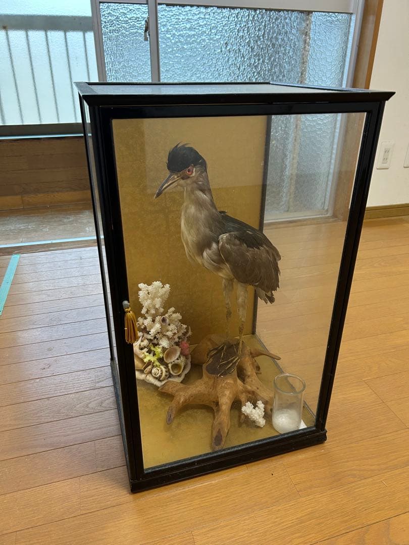 ゴイサギの剥製 ガラスケース入り