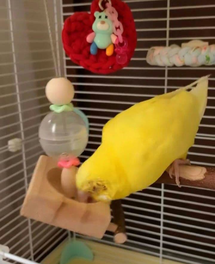 f2　吊り下げタイプのフォージングボール　バードトイ　インコ　フォージングトイ