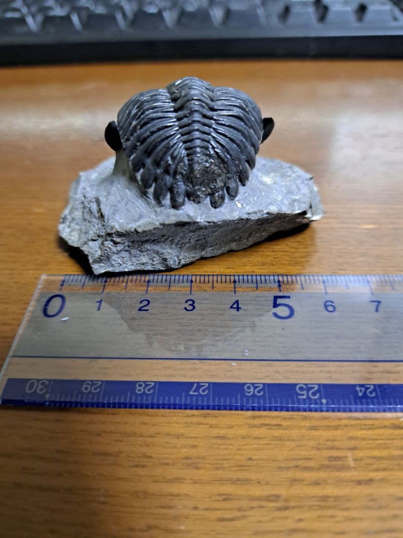 三葉虫 ホラドプス メソクリスタータ 化石