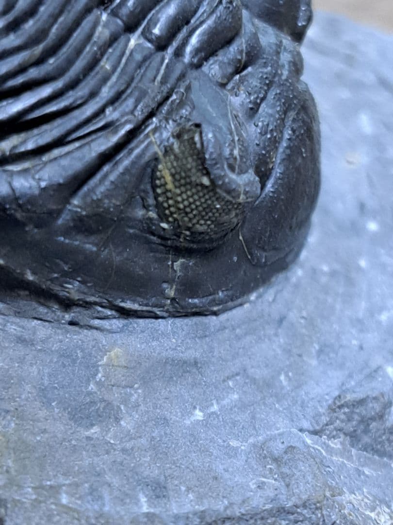 三葉虫 ホラドプス メソクリスタータ 化石