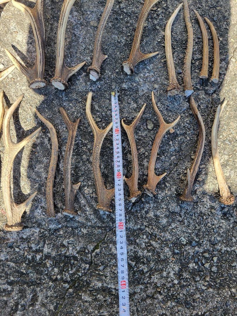 兵庫県★北部産★鹿の 天然角29本★まとめ売り★
