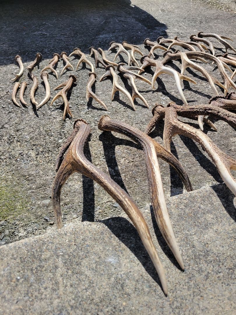 兵庫県★北部産★鹿の 天然角29本★まとめ売り★