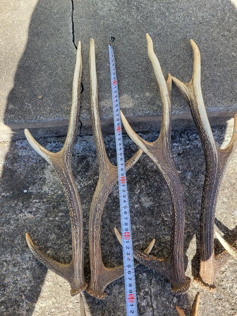 兵庫県★北部産★鹿の 天然角29本★まとめ売り★