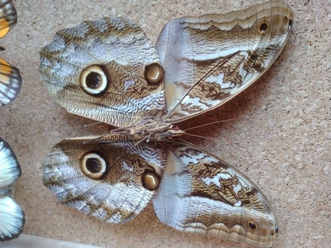 蝶標本 木製ケース付き