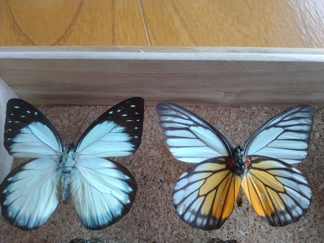 蝶標本 木製ケース付き