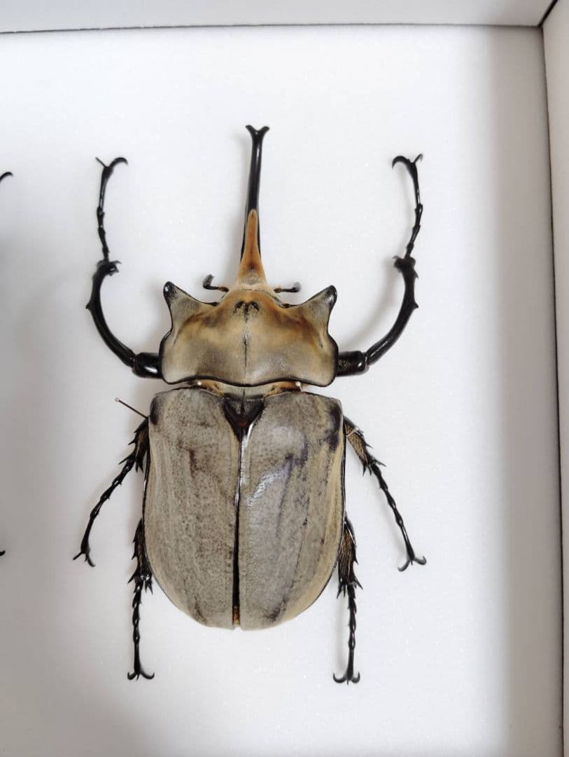 【エレファスゾウカブト】エレファス標本 昆虫　オス２匹セット