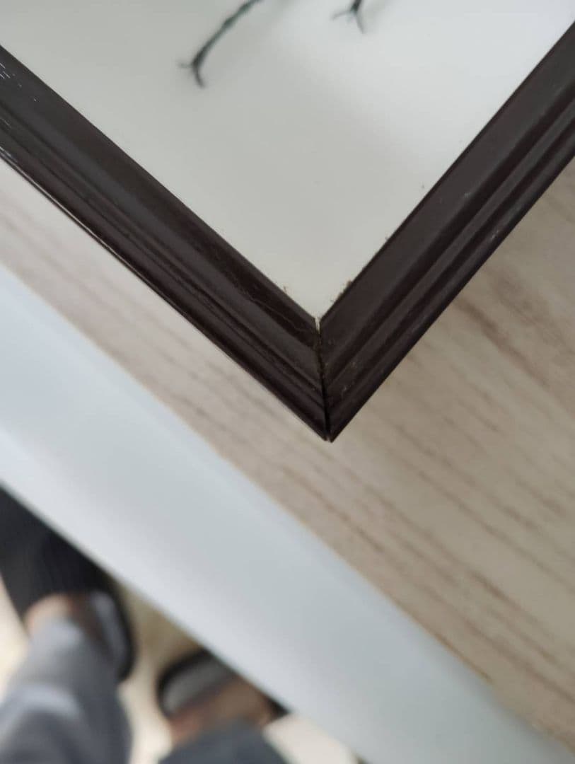 【エレファスゾウカブト】エレファス標本 昆虫　オス２匹セット