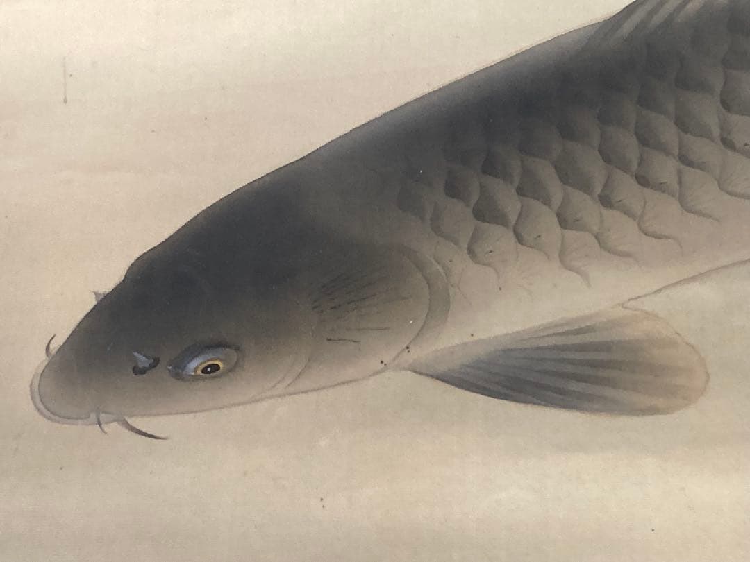 完全ジャンク品 白玲 五月鯉図 掛軸