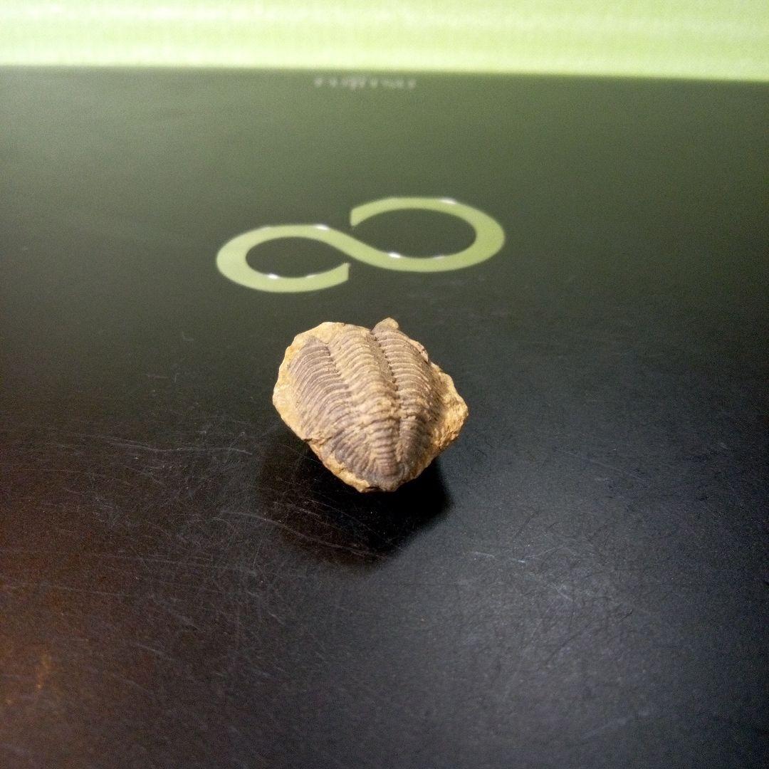 三葉虫　化石　fossil　ボリビア産　トライロバイト　Fossil番号⑨