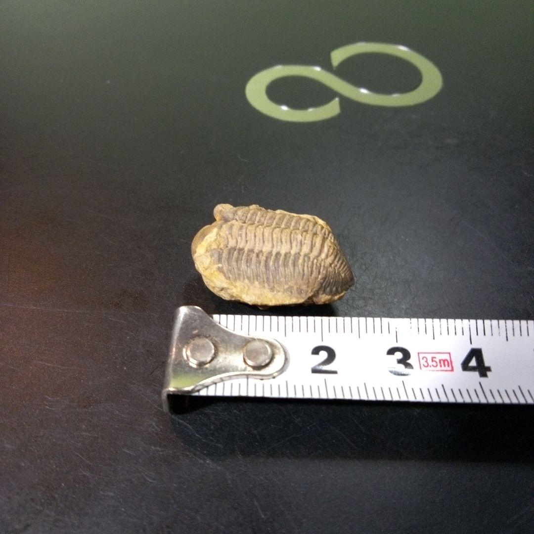 三葉虫　化石　fossil　ボリビア産　トライロバイト　Fossil番号⑨