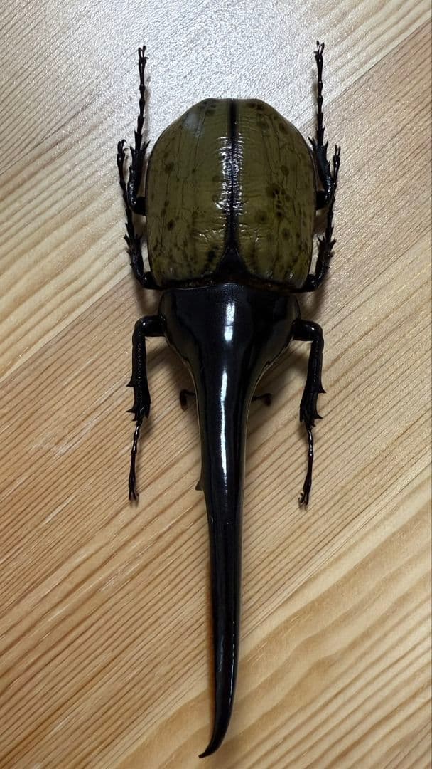 最終値下げ　ヘラクレスオオカブト160mmペア