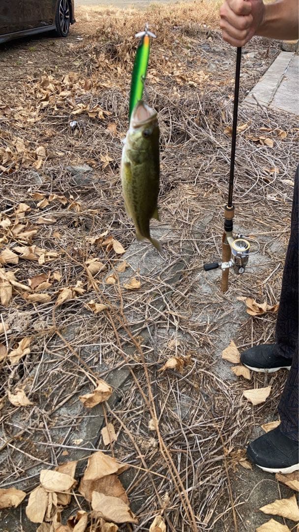 ZEAL ズイール　マレオダブルスイッシャー　マレオwスイッシャー