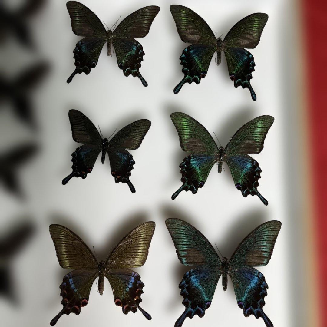 希少蝶標本ドイツガラス木箱現状品のみ41x50x6cm