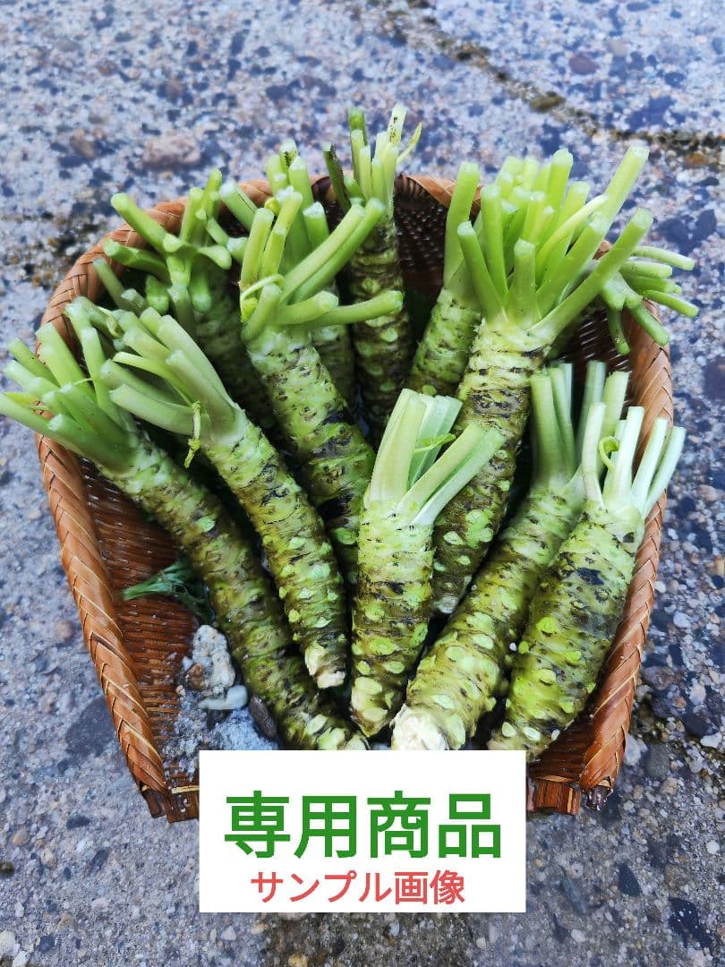【別注 専用商品】安曇野産 生わさび