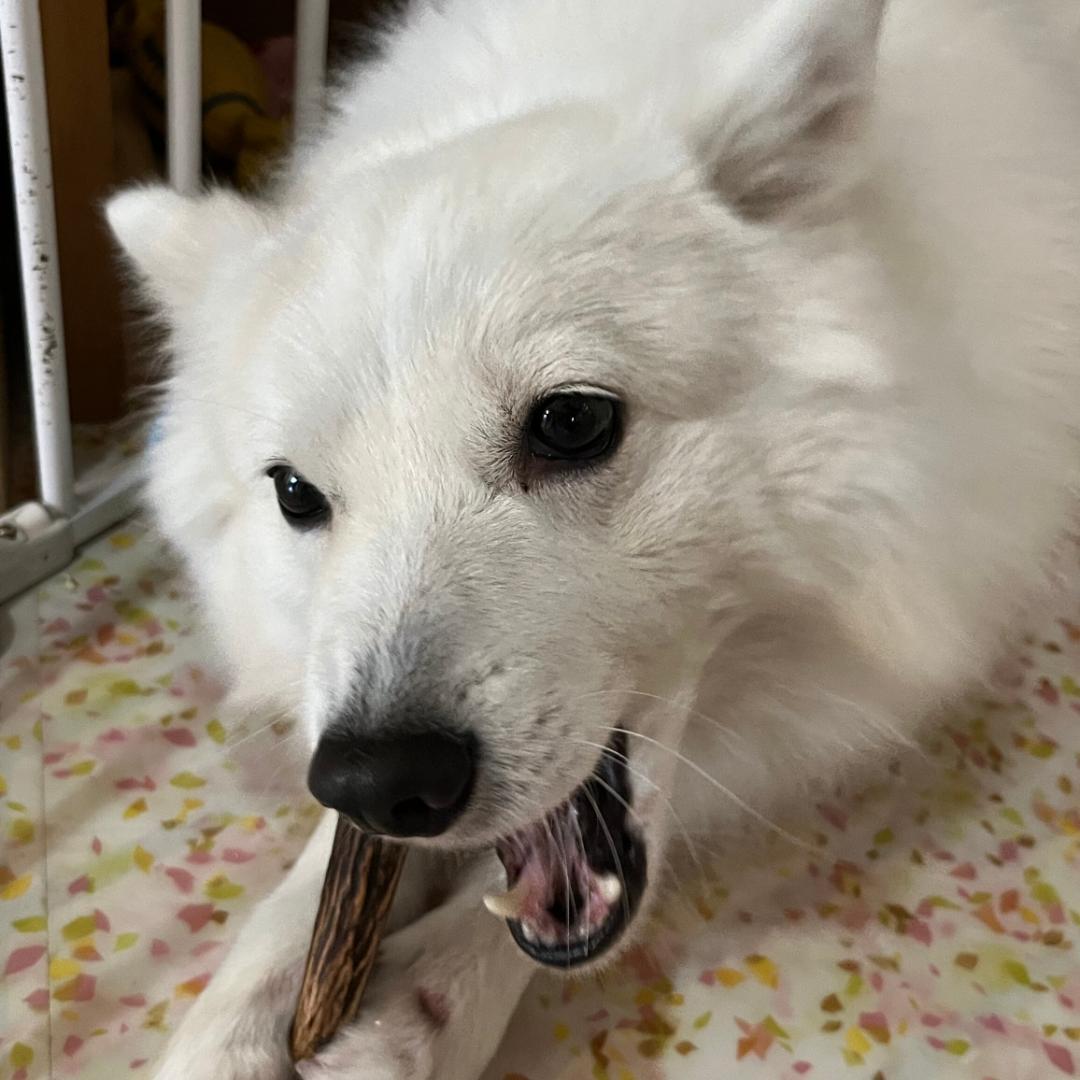 静岡下田の鹿の角14本　（愛犬のおもちゃ/ハンドクラフト素材）