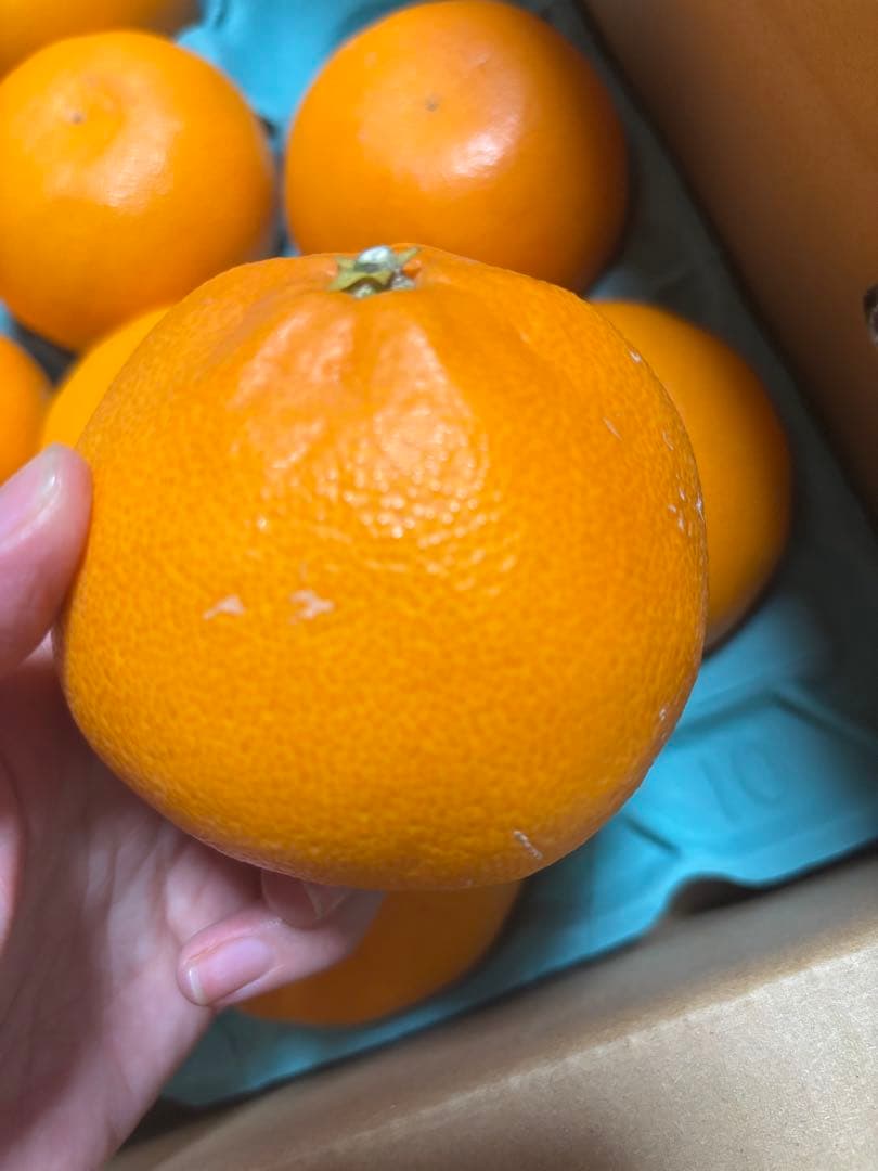 せとか 12玉×2箱セット