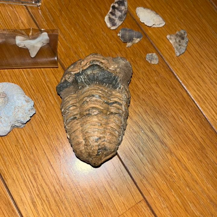 化石 アンモナイト 琥珀 亀 まとめ売り 三葉虫 スピノサウルス 爪