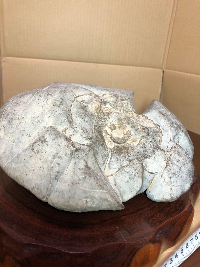 アンモナイト　化石