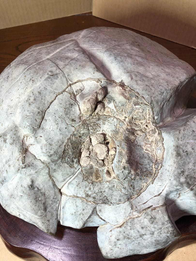 アンモナイト　化石