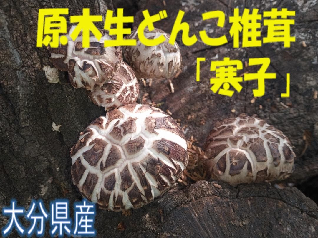 Larusさまご予約専用 大分県特産 生どんこ椎茸「秋子」ダブル2nd