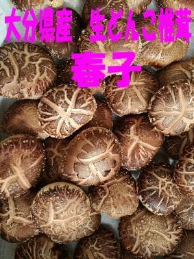 Larusさまご予約専用 大分県特産 生どんこ椎茸「秋子」ダブル2nd