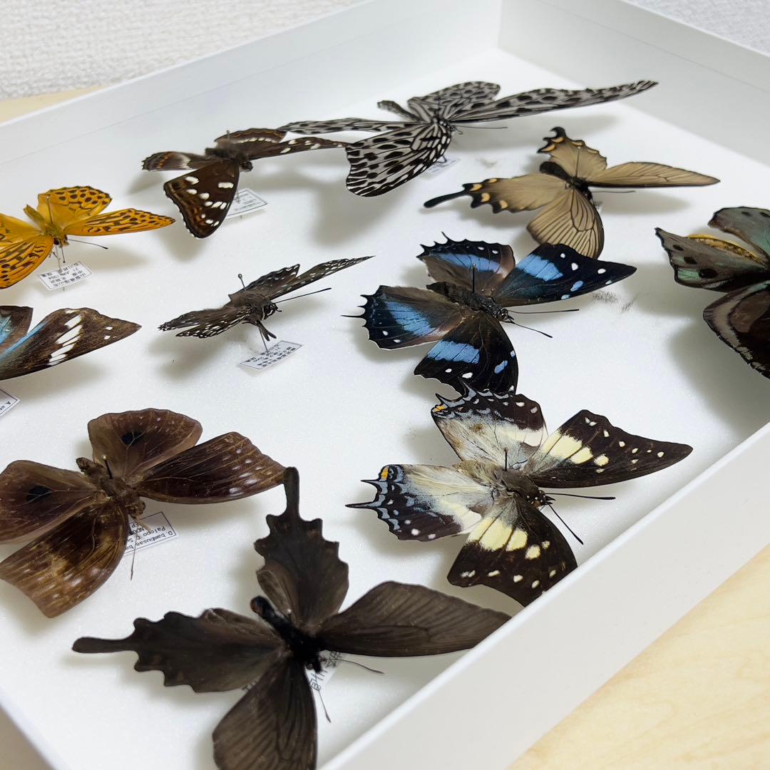 昆虫標本 蝶
