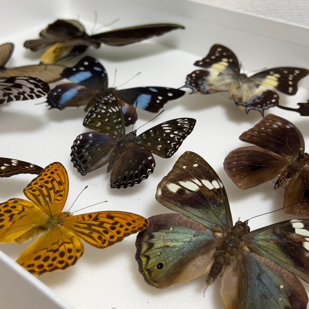 昆虫標本 蝶