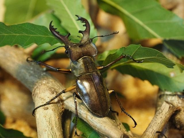 新品HIDライトトラップ　強力約65～110W　紫外線強化バルブ　灯火採集