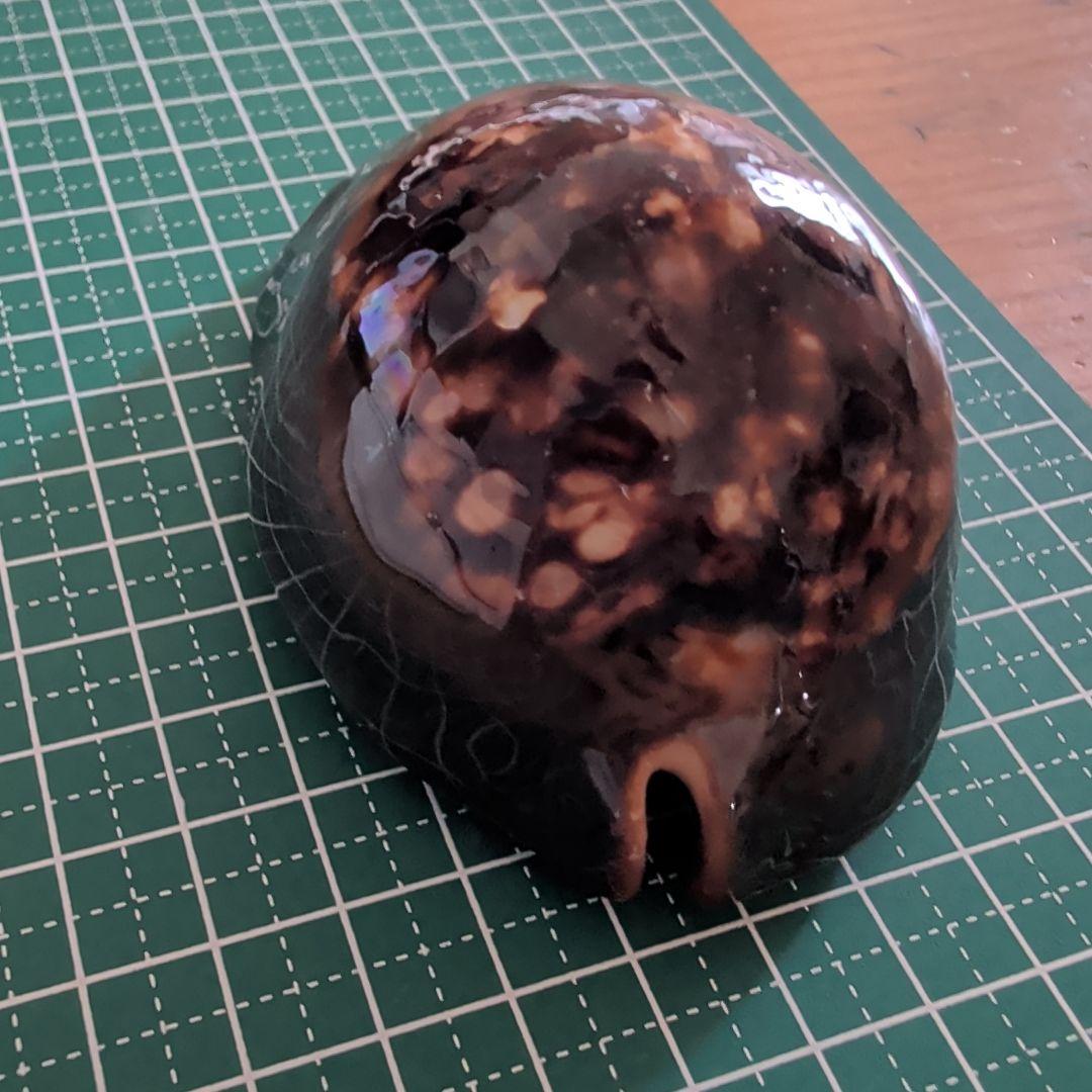 ハチジョウダカラ　3