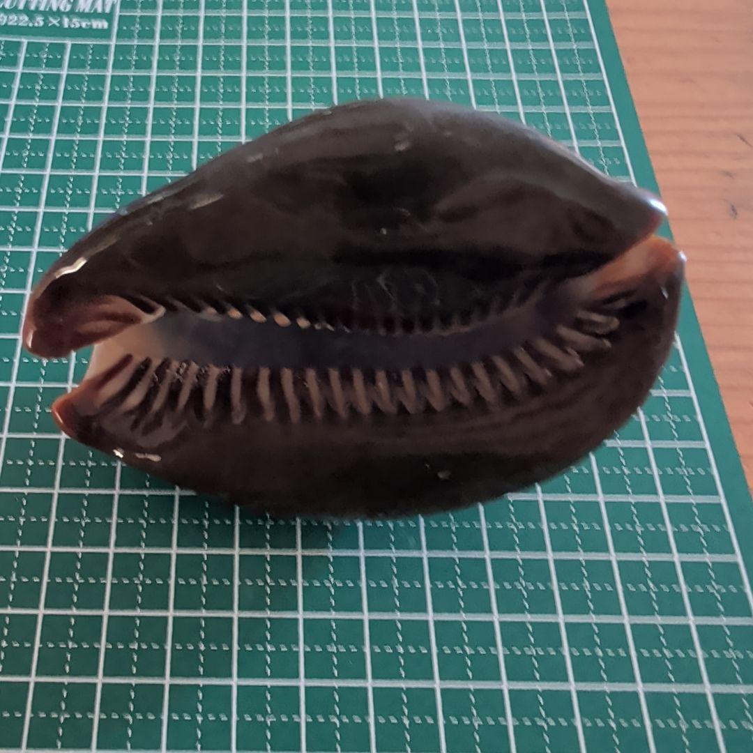 ハチジョウダカラ　3