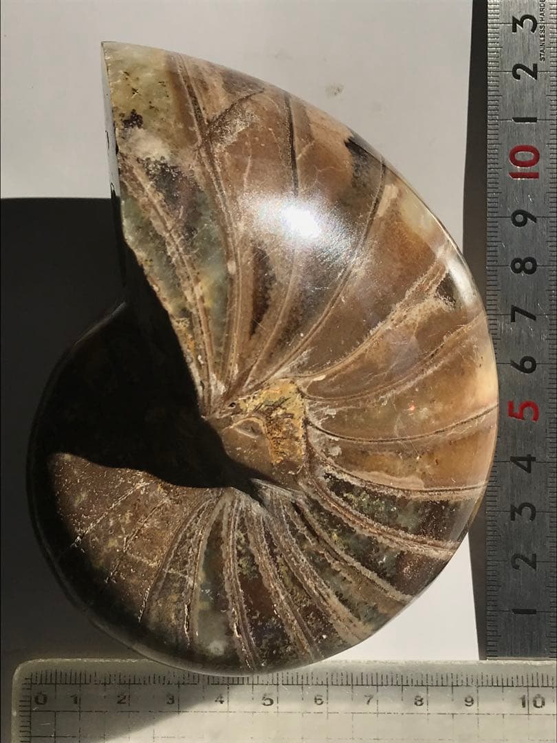 【特別価格】マダガスカル産　オウムガイ化石（ノーチラス・アンモナイト）大サイズ