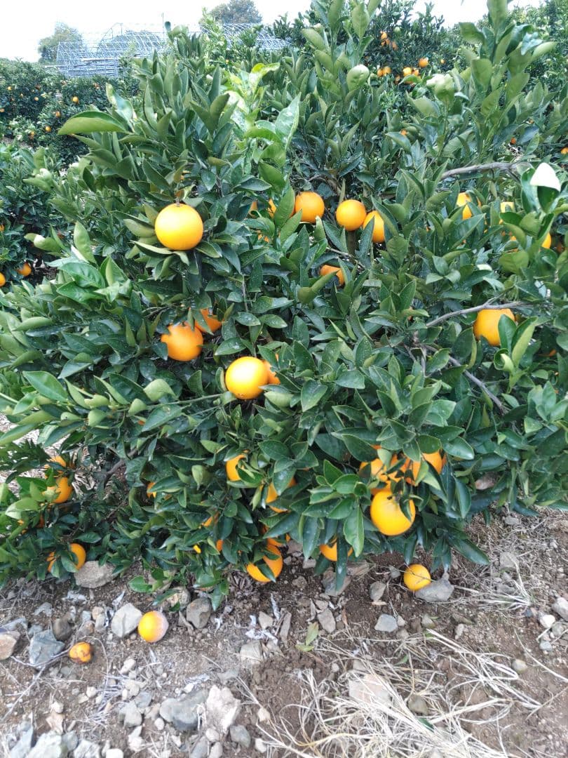 瀬戸田産 ネーブルオレンジ 20kg サイズ混合