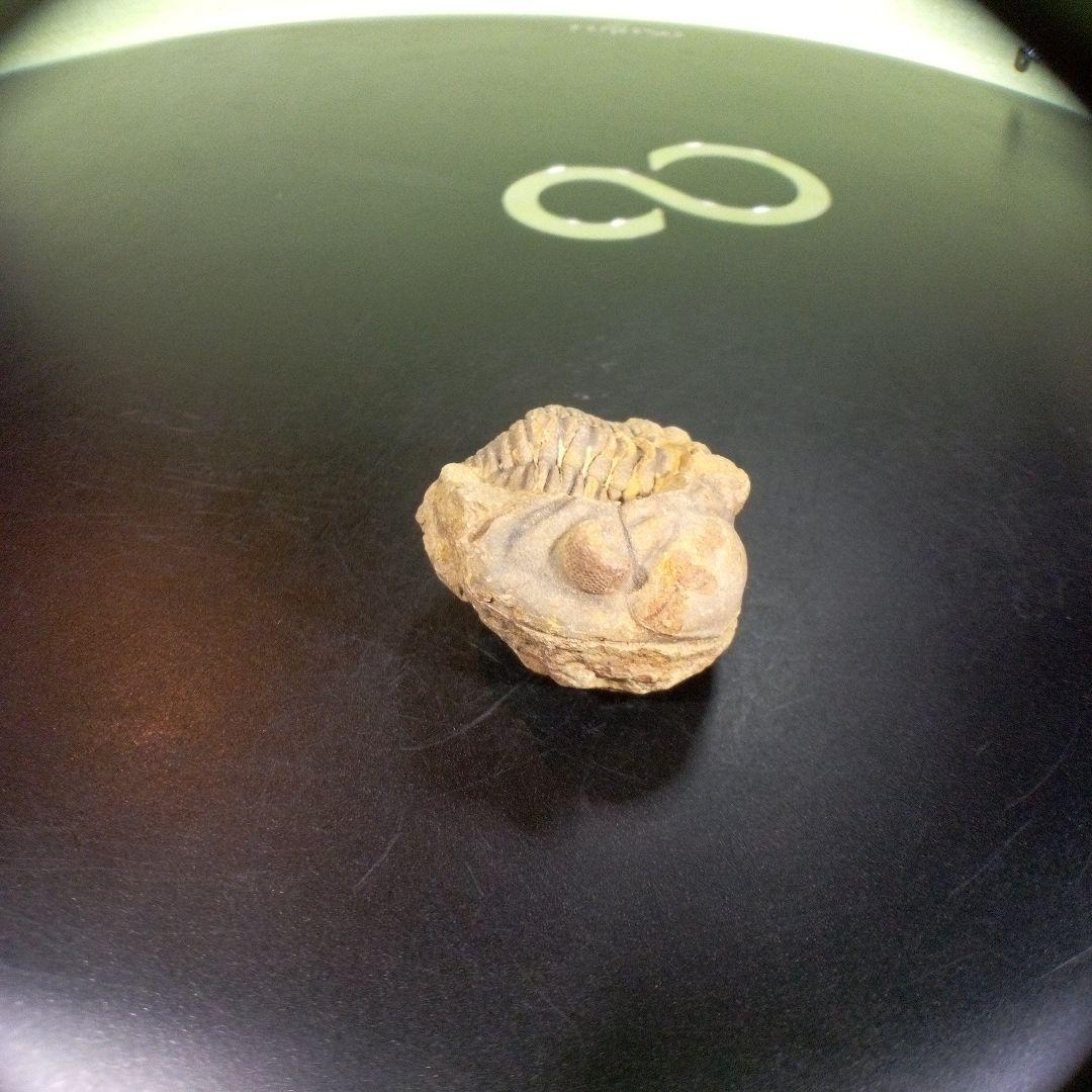 三葉虫　化石　fossil　海　ボリビア産　trilobite　海生動物網①
