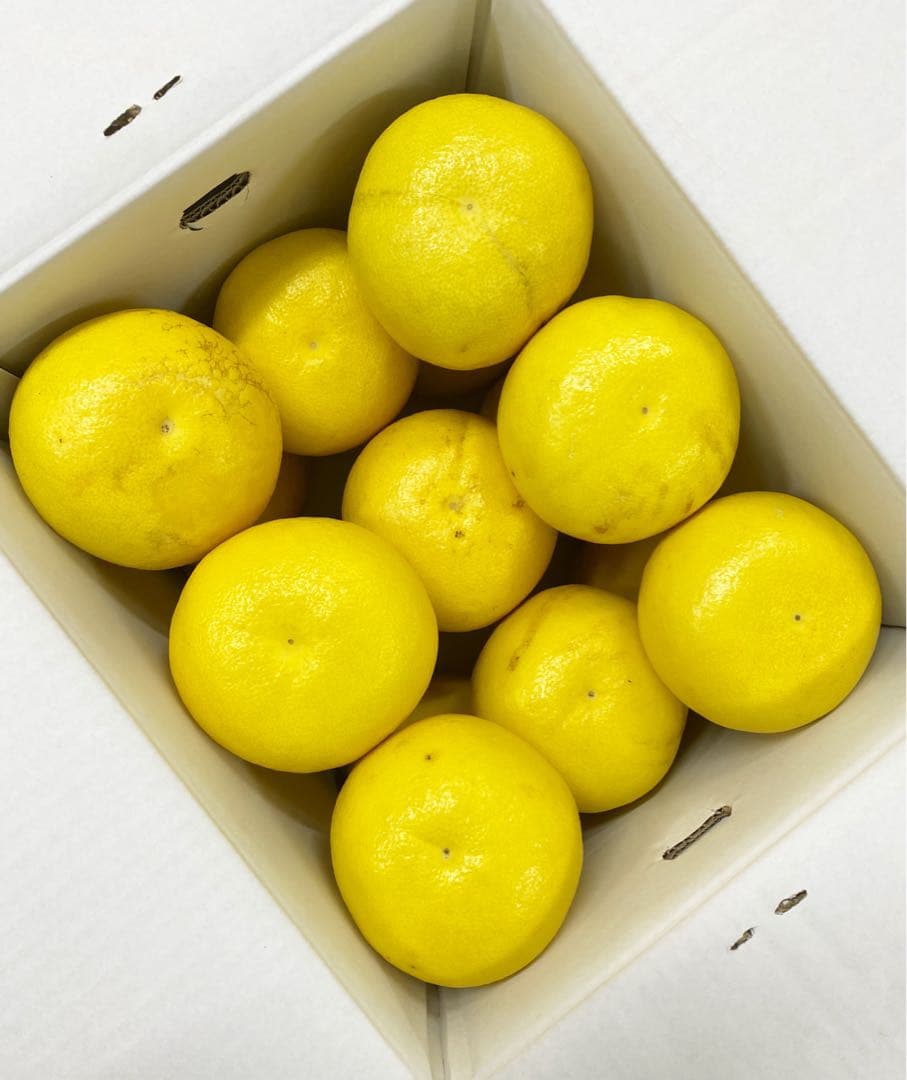 大玉限定☆ご家庭用　高知特産土佐文旦　4L〜3L 13〜18玉入り約10㎏　2箱