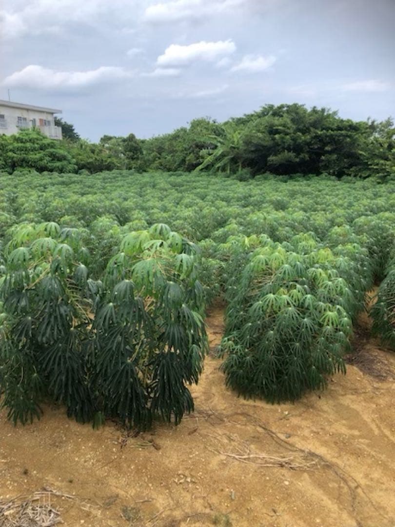 徳之島産キャッサバ生芋薄黄色20キロ入り