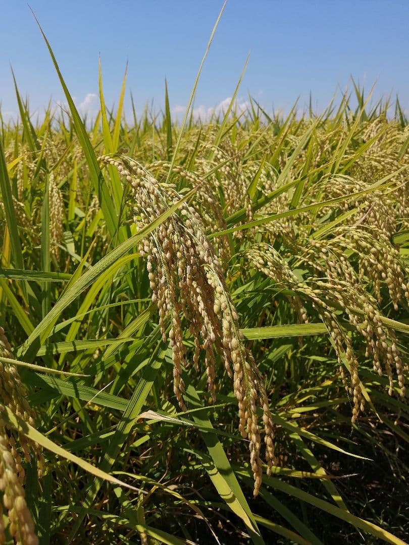 特別栽培米　つや姫　10キロ　わら屋のお米　自然乾燥米