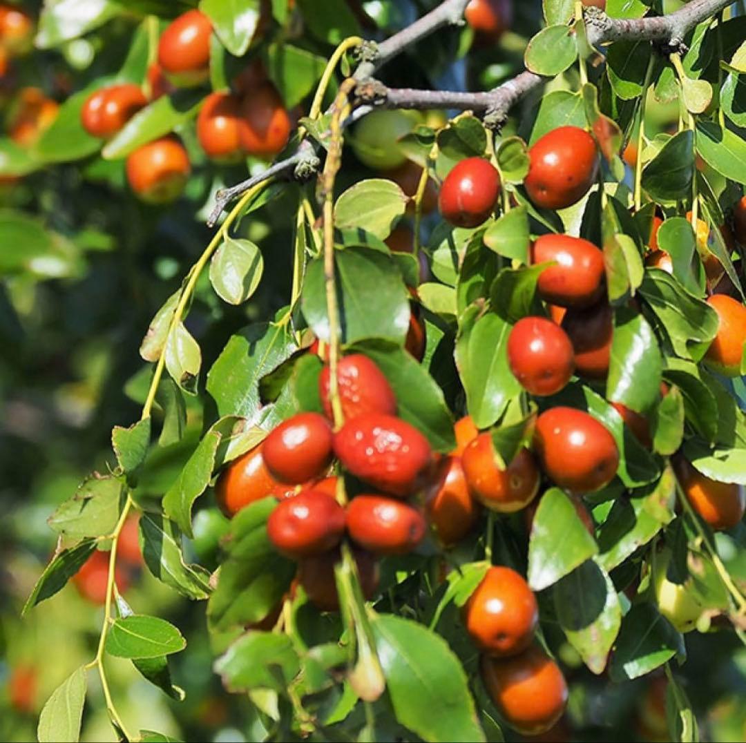 Kittyページ 乾燥ナツメ 種あり 1kg とクコのみ1kg