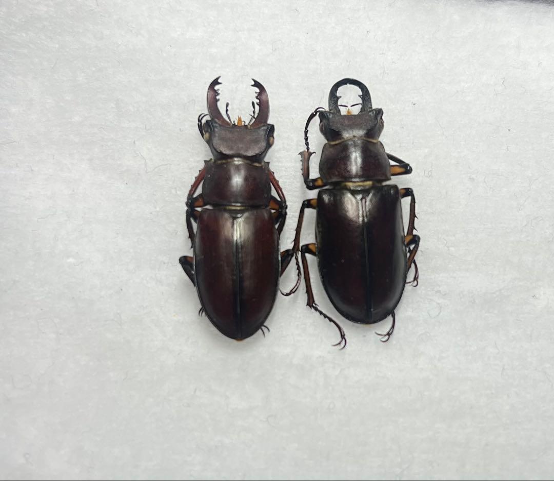 野外採集品ダイトンヒメミヤマ♂2頭標本