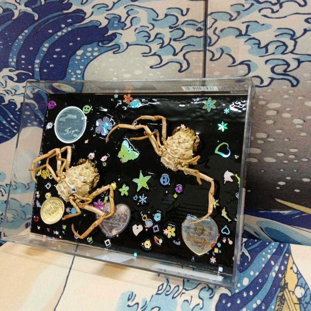 平家武者怨霊稀少レア瀬戸内海源平合戦古戦場人面蟹個体リアル立体鬼面蟹コレクション