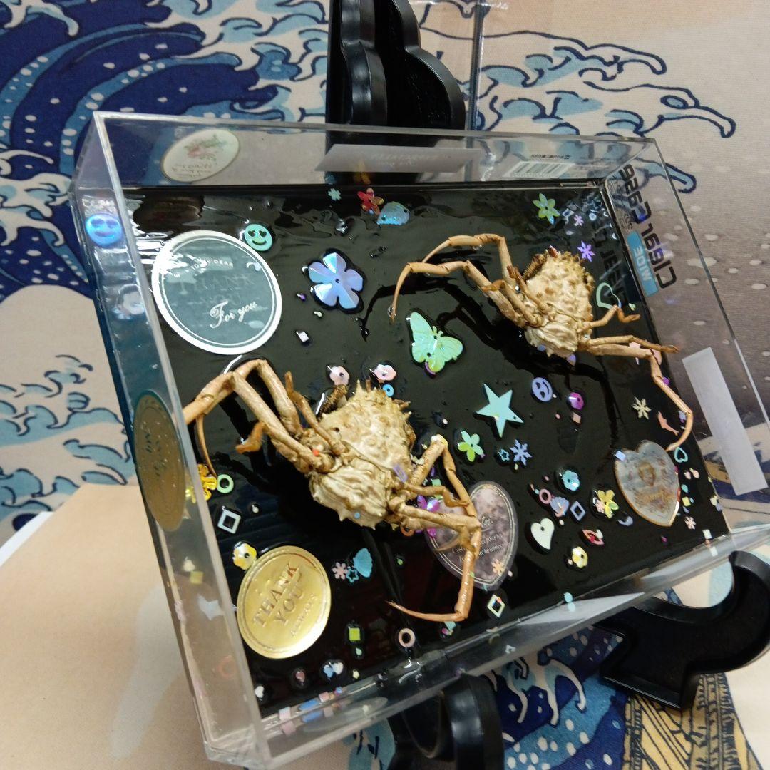 平家武者怨霊稀少レア瀬戸内海源平合戦古戦場人面蟹個体リアル立体鬼面蟹コレクション