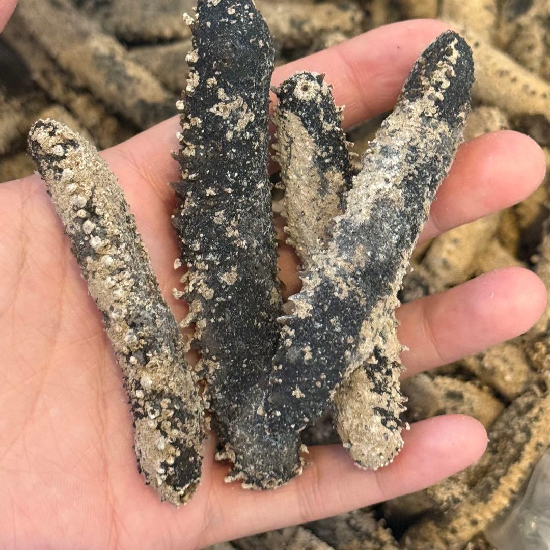 乾燥　沖なまこ　ナマコ　500g A品