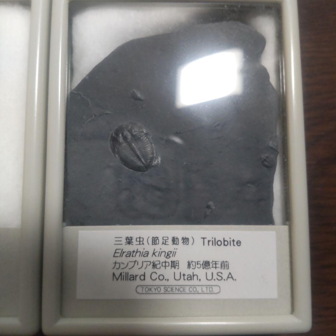 化石・鉱石セット