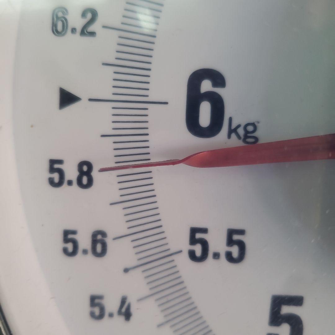 3️⃣ 山梨県産 シャインマスカット １０P入り 箱込み5.8キロ