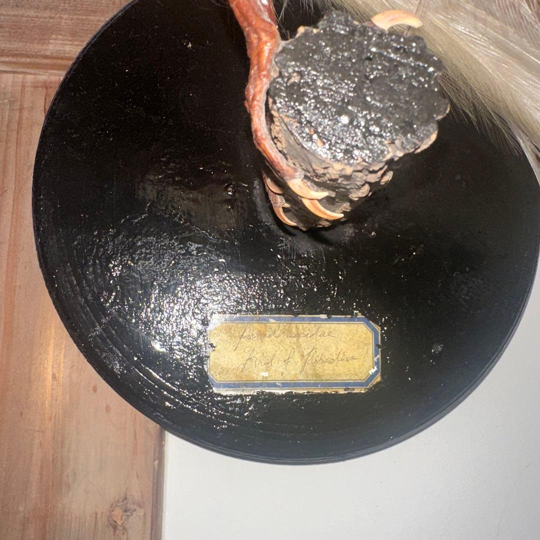 パリ鳥オブジェ　台座付アンティークビンテージ bird of paradise