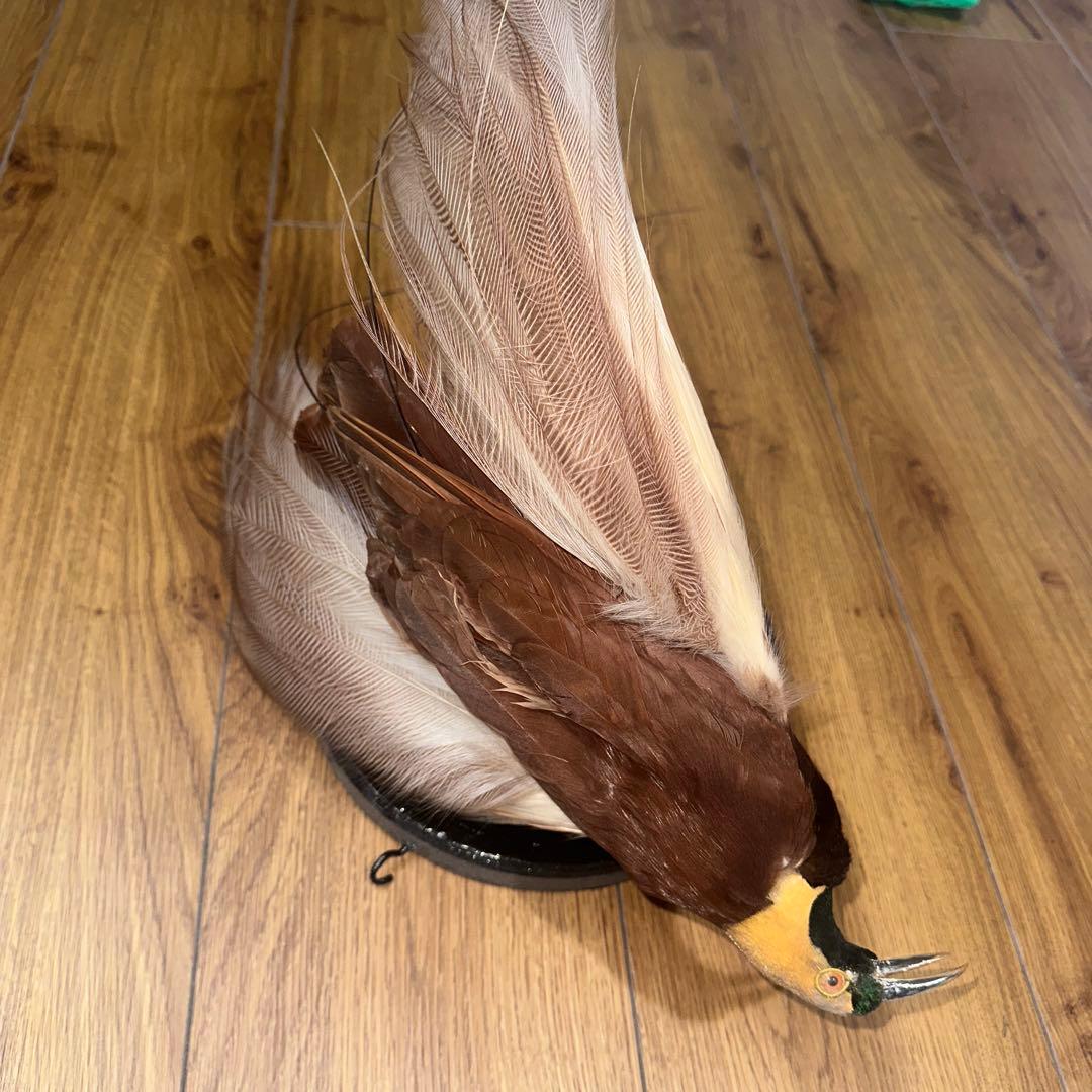 パリ鳥オブジェ　台座付アンティークビンテージ bird of paradise