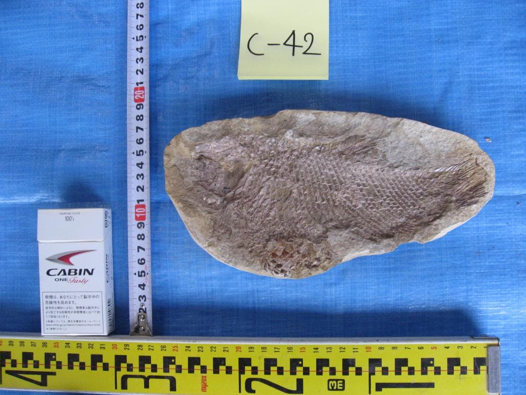 化石　C-42